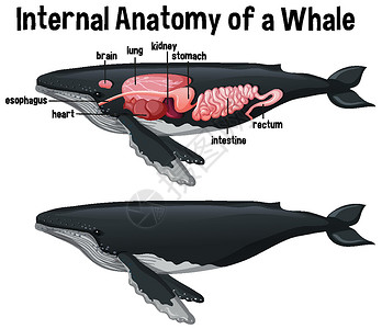 带标签的鲸鱼内部解剖图表病理生物生理动物群生物学艺术夹子教育卡通片背景图片