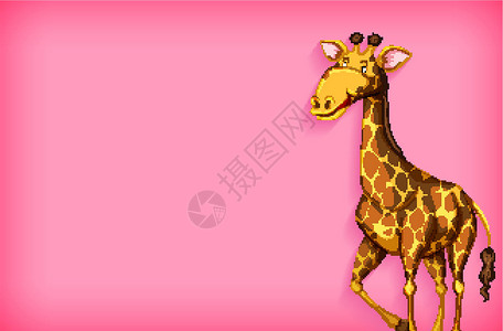 具有纯色和长颈鹿的背景模板设计动物群动物园粉色哺乳动物野生动物环境卡通片绘画空白动物背景图片