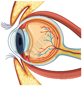 黄斑人体眼球解剖图设计图片