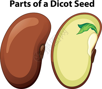 双子叶植物纲显示白色背景上双子叶植物种子部分的图表生物学生物艺术海报绘画科学子叶卡通片生活夹子设计图片