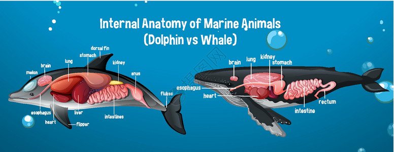 海洋动物海豚与鲸鱼的内部解剖背景图片