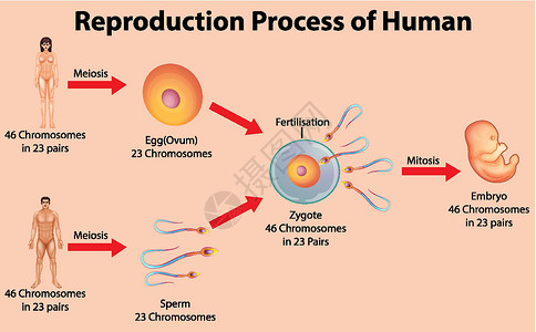 减数分裂人类的生殖过程女孩男人卡通片精子卵子艺术插图女性染色体男性插画