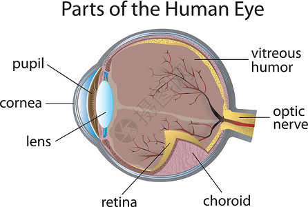 人眼眼球视网膜眼睛图表脉络膜角膜生物学海报医疗光学高清图片