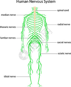 人体系统图健康神经丛高清图片