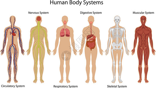 人体肠子人体系统插图神经元科学动脉肠子骨骼骨头药品静脉肋骨插画