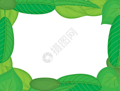 绿绿框架卡片叶子艺术插图横幅环境边界空白树叶白色背景图片