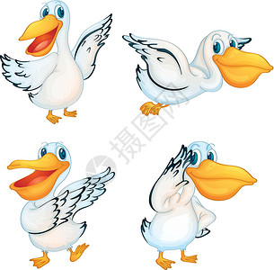 鸟脚鹈鹕系列眼睛海洋微笑团体橙子账单动物吉祥物海滩白色设计图片
