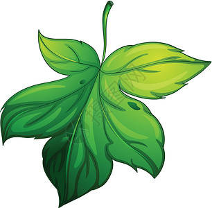 白色孤立的叶子光合作用树叶空格处草图绿色环境植物叶绿素绘画背景图片