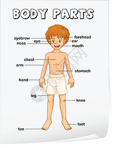 纸尿布作用身体的一部分眼睛手臂写作插图床单科学孩子们膝盖鼻子教育设计图片