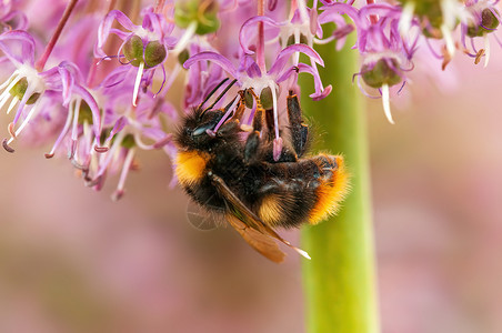 从季节性植物中采集花粉的蜜蜂荒野翅膀熊蜂蜂窝动物季节昆虫花蜜蜂蜜金子背景