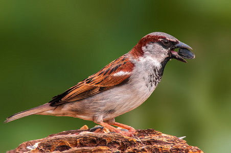 麻雀的巢麻雀坐在树枝上寻找食物季节自然动物男性栖息鸟类尾巴翅膀灰色动物群背景