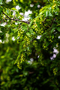 角束叶和花荒野树叶背景背景图片