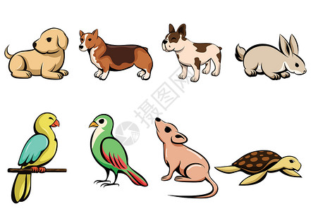 没有家的鸟八种不同宠物动物的矢量插图卡通与小狗兔子鹦鹉鸟老鼠和 turtl设计图片