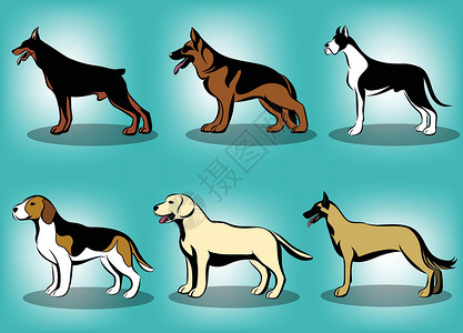 玛利诺犬各种狗的彩色矢量插图 如德国牧羊犬大丹犬多伯曼比利时玛利诺斯拉布拉多猎犬和比格犬 一组六张图片插画
