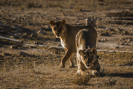 两只狮子非洲南部阿平顿高清图片