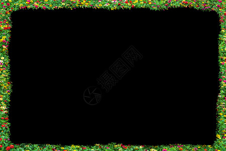 普通的百日草与绿叶框架隔离在黑色上背景图片