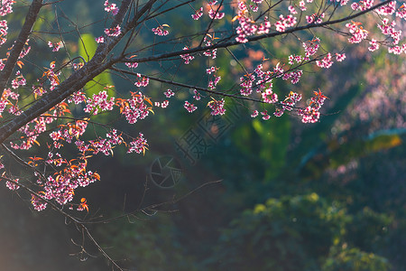 红斑痤疮樱桃花或野生喜马拉雅樱桃旅行花园樱花植物天空蓝色公园植物学叶子红斑背景