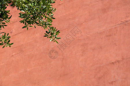 墙背景与一棵树相提并论树叶生长墙纸树木植物绿色叶子背景图片