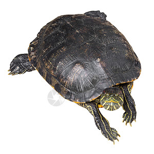 红耳滑板海龟正以白色孤立背景爬起头部龟甲爬虫蠕变野生动物兽医水龟科学生活耳朵生物背景图片