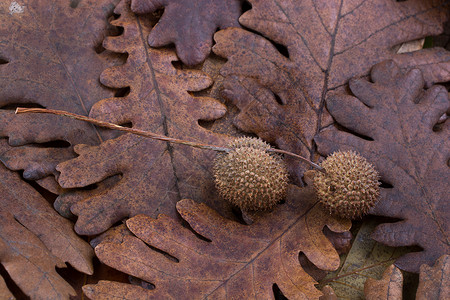 作为秋天背景的干叶上的棕色豆荚植物群黄色树叶植物植物学叶子水彩花园彩叶季节背景图片