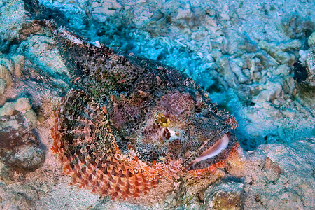 弓鳍埃及红海 红海 石鱼背景