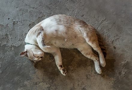 劳动人民最可爱睡在混凝土地板上舒服的滑稽胖猫 睡觉时最能看到可爱猫背景