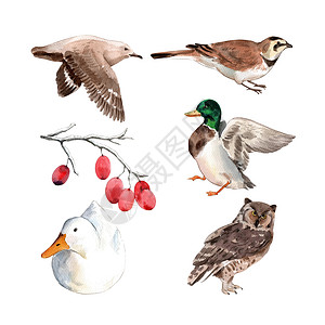 樱桃谷鸭白色背景上的一组水彩鸭鸟插图插画