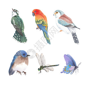 各种各样的蜻蜓白色背景下水彩昆虫和鸟类插图的一组孤立元素插画