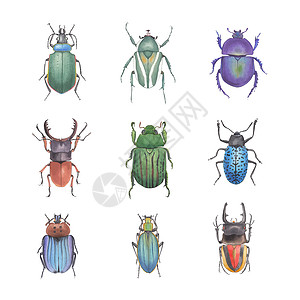白色背景上的一组水彩插图昆虫锥虫手绘甲虫创造力艺术绘画插画