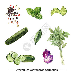 胡椒籽一套用于装饰的独立水彩蔬菜插图洋葱收藏手绘薄荷黄瓜胡椒营养芹菜创造力绘画插画