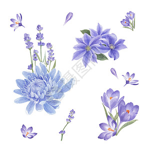 冬季盛开的花束设计与菊花水彩插图背景图片