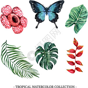 天南星科彩叶芋属一套独立的水彩叶子和花卉插图 用于装饰插画