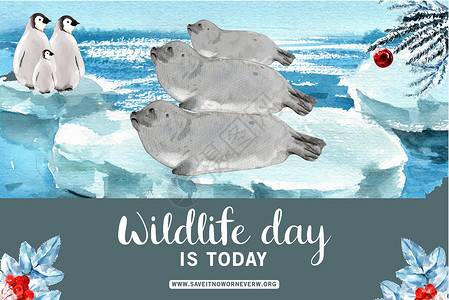 冬季动物框架设计与海狮 企鹅水彩图背景图片
