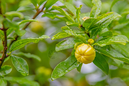 树发春芽开花花园高清图片