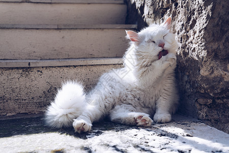 总是很迷人可爱的猫咪在街上洗澡 猫在街上清洗自己 在阳光下 他靠在一堵漂亮的古老石墙上 流浪猫很懒 猫坐在墙上清洗自己背景