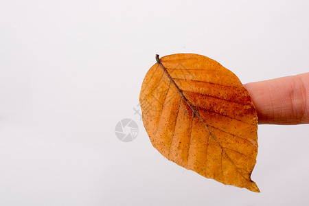 手握着白色背景的干枯秋叶棕色季节水彩植物黄色干叶叶子树叶背景图片