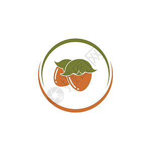 霍霍巴籽油荷荷巴坚果矢量图设计热带香味药品植物学植物护理生物插图疗法水果设计图片