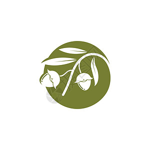 荷荷芭油荷荷巴坚果矢量图设计植物学海报草本植物皮肤芳香水果药品温泉药店护理设计图片
