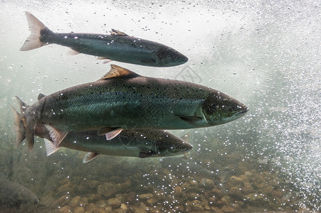 三文鱼逆流而上 挪威 斯塔万格地区 罗加兰 吕菲尔克风景线 这些河流中的鲑鱼是全球大西洋鲑鱼种群中非常重要的一部分全世界野生动物背景图片