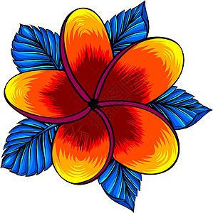 惠屿岛矢量图的孤立在惠特鸡蛋花绘画植物群热带坡度花瓣植物插图情调香水文化插画