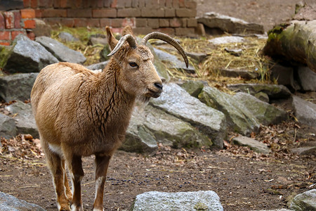 羊外腰山羊站在动物公园的近距离外背景