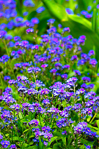 夏天公园里美丽的蓝色长年花朵背景图片