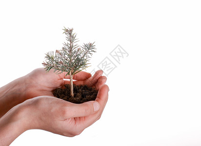 细小土壤中的树苗种植生长新生活播种环境人手幼苗生活植物松树背景图片