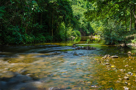 从森林中的山中流出的小溪流岩石绿色旅行环境公园树木溪流美丽石头季节背景图片