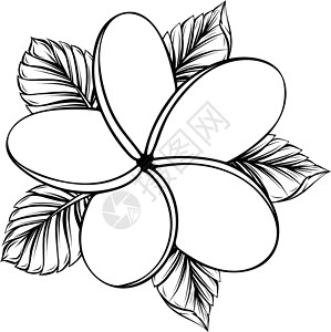 惠屿岛矢量图的孤立在惠特鸡蛋花植物群花瓣插图温泉绘画情调热带文化植物香水插画