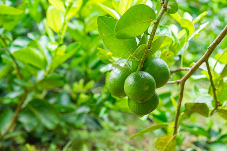 花园一棵树上的绿石灰 是维生素C的绝佳来源果汁收成生长水果植物青柠食物农场种植园蔬菜背景