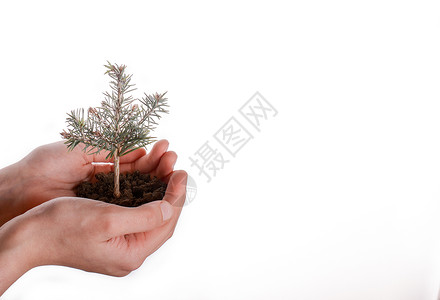 细小土壤中的树苗松树生长叶子人手种植新生活播种幼苗植物环境背景图片