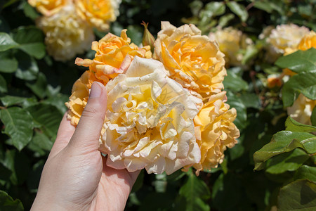 在玫瑰园中握着玫瑰的手礼物绿色美丽花瓣植物花园叶子白色背景图片