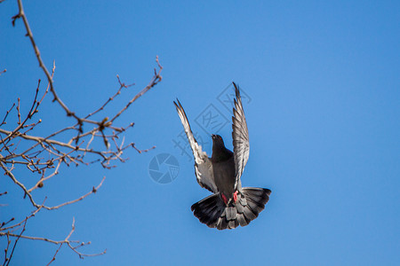 单翅膀素材单鸽子空中飞翔白色自由荒野鸟类城市羽毛灰色飞行野生动物照片背景