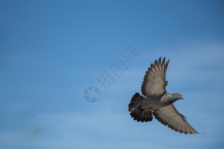 单翅膀素材单鸽子空中飞翔野生动物城市动物岩石羽毛自由灰色荒野白色照片背景